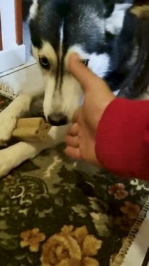 Köpek kemiği kemirirken insan elini uzatır.