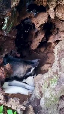 Köpek içi boş ağaç gövdesinde uyuyor.