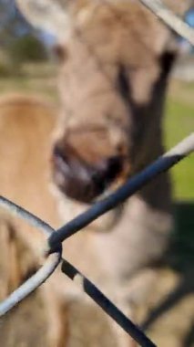 Çitin arkasındaki hayvana yakın çekim