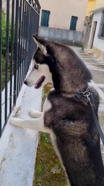 Köpek merakla çitin üstünden bakıyor.