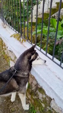 Köpek bitkilere bakıyor.