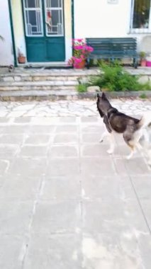 Köpek evin yakınındaki terasta yürüyor.