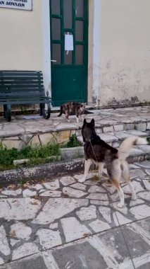 Köpek taş patikadan kediye yaklaşıyor.