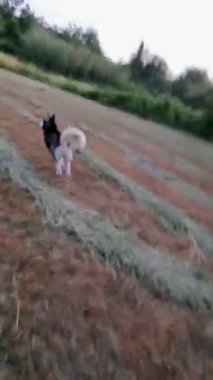 Otlakta koşan iki köpek