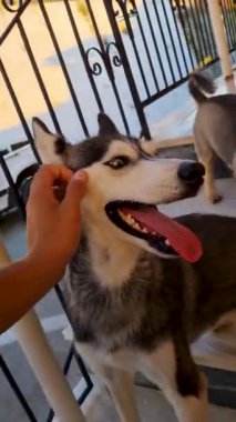 Dilini çıkarmış mutlu bir köpeği okşayan kişi.