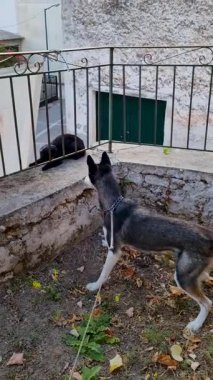 Köpek çitin arkasındaki kara kediye bakıyor.