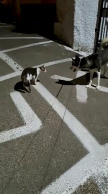 Kedi ve köpek kaldırım çizgilerinde etkileşim halindeler.