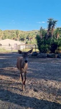Geyik yeşil bitkilerin ve evin yanında duruyor.