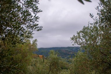 Bulutlu gökyüzünün altındaki yemyeşil ağaçlar