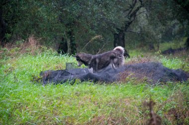 Çimenlikte oynayan iki köpek