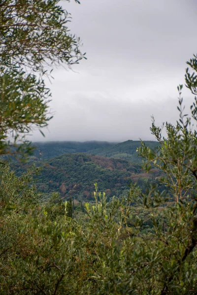Bulutlu gri gökyüzünün altında yemyeşil bir manzara