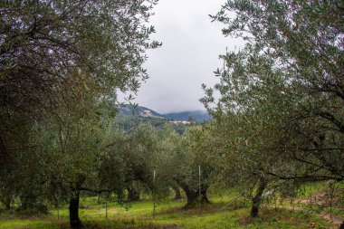 Bulutlu gökyüzünün altında yemyeşil zeytin ağaçları
