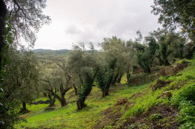 Yemyeşil yamaçta zeytin ağaçları yetişiyor.