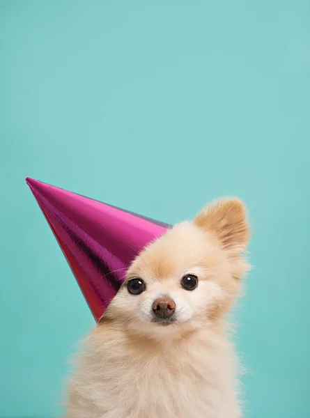 Dog with birthdau hat at blue background — Stock Photo, Image