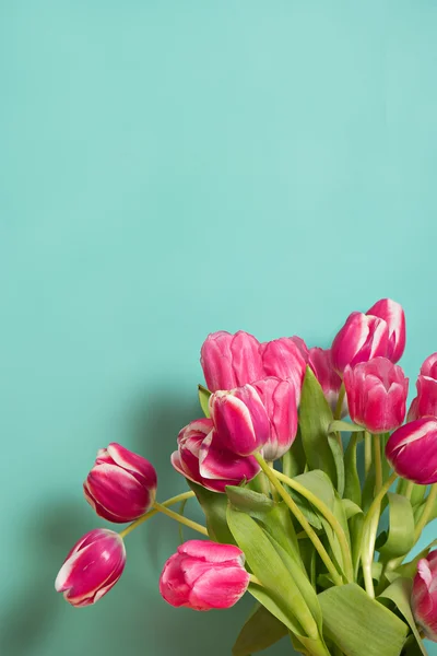 Tulipanes rosados de primavera en fondo azul — Foto de Stock