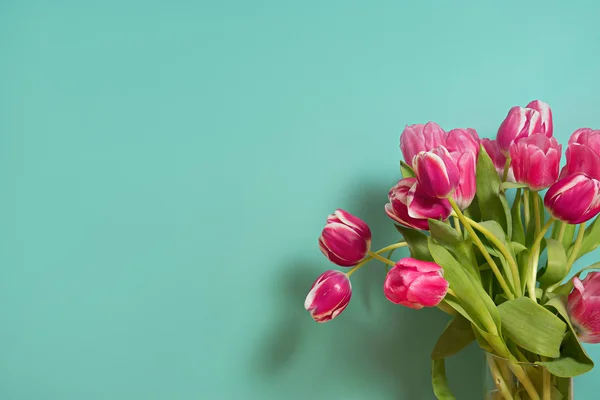 Růžová jarní tulipány na modrém pozadí — Stock fotografie