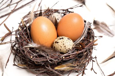 kopya alanı ile taze bahar pembe çiçekler