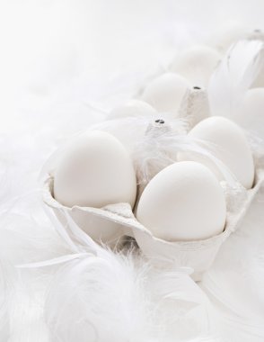 tüyleri beyaz zemin üzerine beyaz yumurta