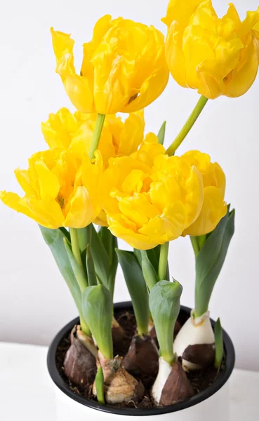 Tulipanes amarillos en maceta en casa — Foto de Stock