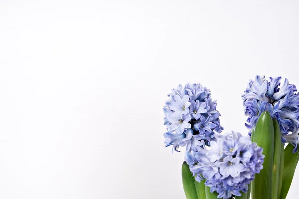 Flor de jacinto brillante sobre fondo blanco — Foto de Stock