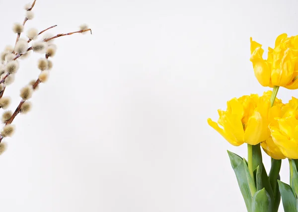 Flor de tulipán brillante sobre fondo blanco — Foto de Stock