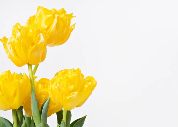 Tulipanes brillantes flores sobre fondo blanco — Foto de Stock
