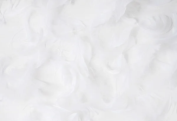 Weiße Federn auf weißem Hintergrund — Stockfoto