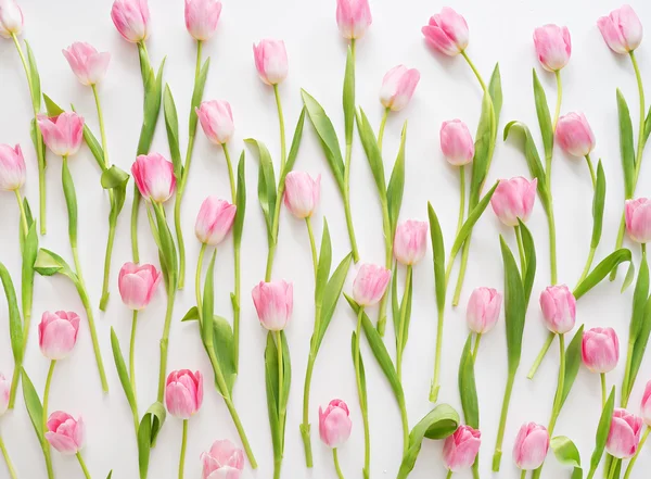 Čerstvý jarní růžové tulipány na bílém pozadí — Stock fotografie