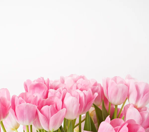 Čerstvý jarní růžové tulipány na bílém pozadí — Stock fotografie