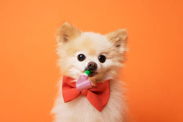 Divertido perro litllte en fondo naranja —  Fotos de Stock