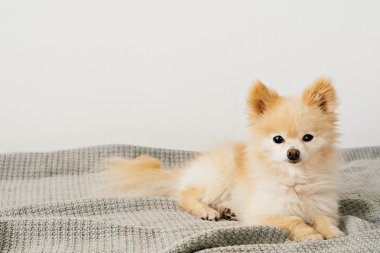 Yalnız köpeğe gri battaniye