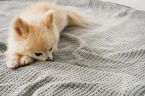 Sendirian anjing di selimut abu-abu — Stok Foto