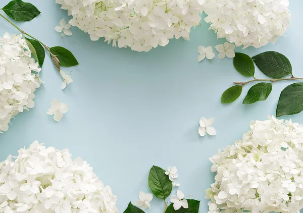 Fleurs blanches d'été sur fond bleu — Photo