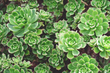 Bahçe içinde birçok yeşil succulents
