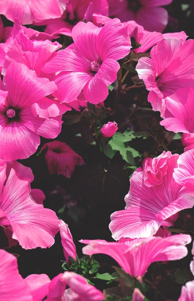 Feld von rosa ehrfürchtigen Blumen — Stockfoto