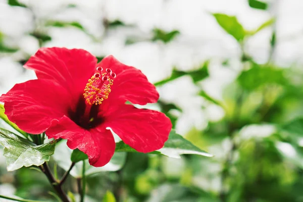 Red exotic flower. space for text — Stock Photo, Image