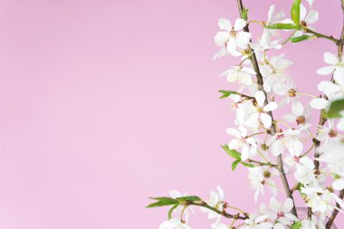 kiraz ağacı çiçek