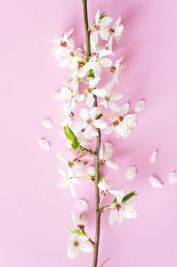 kiraz ağacı çiçek