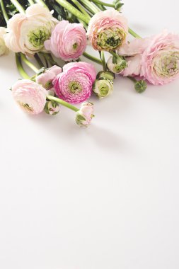 beyaz zemin üzerine taze bahar pembe çiçekler