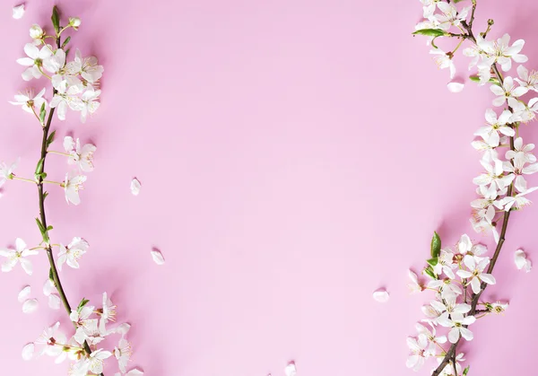 Kersenboom bloemen — Stockfoto