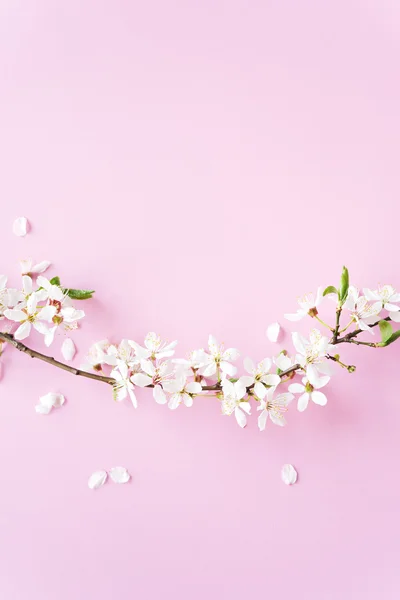 벚꽃 꽃 — 스톡 사진