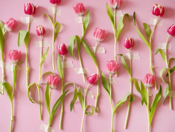 Nové růžové tulipány — Stock fotografie