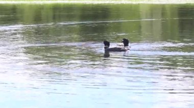 Bir Northwoods Minnesota Gölü 'nde Yüzen Dalgıçlar Ailesini Takip Etmek İçin Bir HD Video Klibi