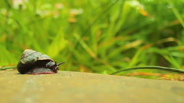 Caracol Emerge Caparazón Arrastra Través Una Roca — Vídeos de Stock