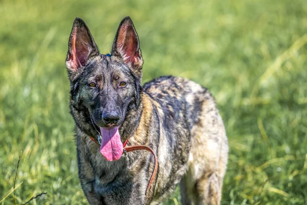 Alman çoban köpeği.