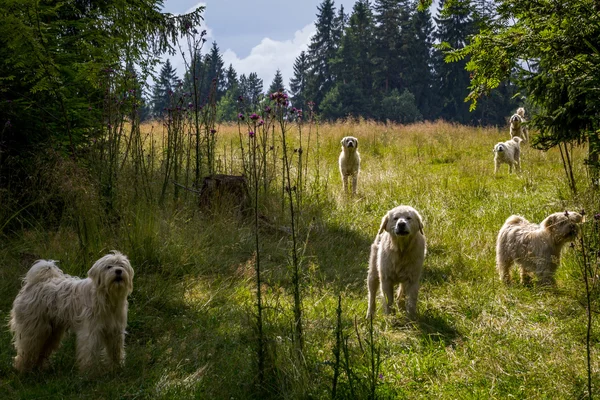 Polonya Tatra Sheepdogs