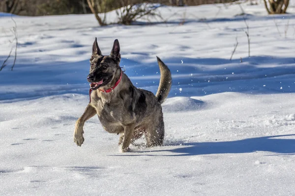 Taze kar üzerinde Alman çoban