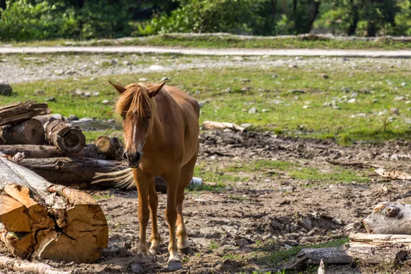 Brown horse — Stock Photo, Image