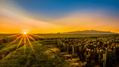 Vineyard günbatımı