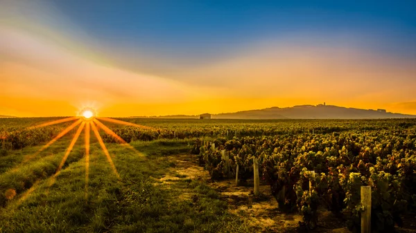 Vineyard günbatımı
